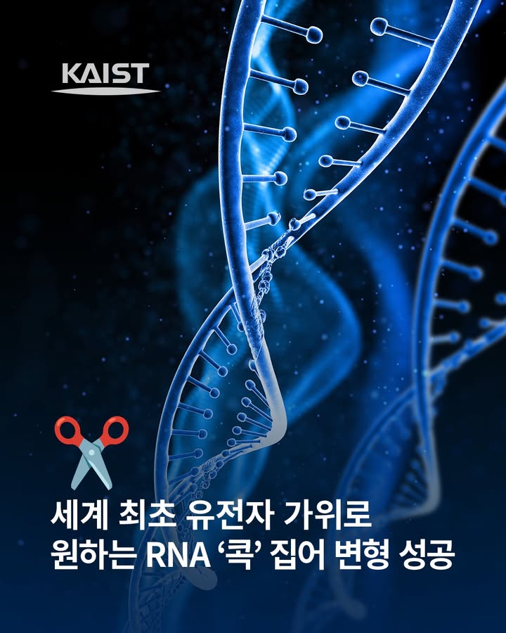 #kaist #유전자가위 #생명과학과 #research #biologicalsciences #RNA #RNAAcetylation\n\n우리 대학... 이미지