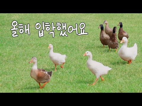 #이벤트 깜찍한 KAIST 새내기의 등장?!😁 천방지축 얼렁뚱땅 거위의 하루🦢 이미지