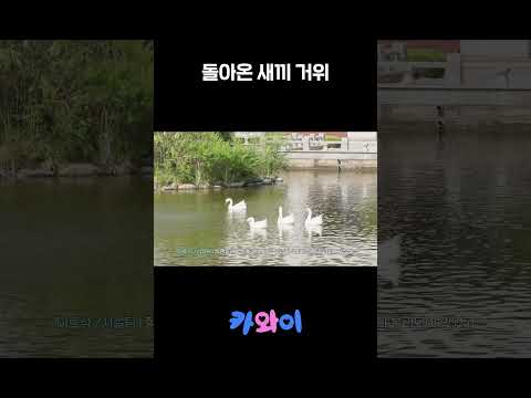 돌아온 새끼 거위 이미지
